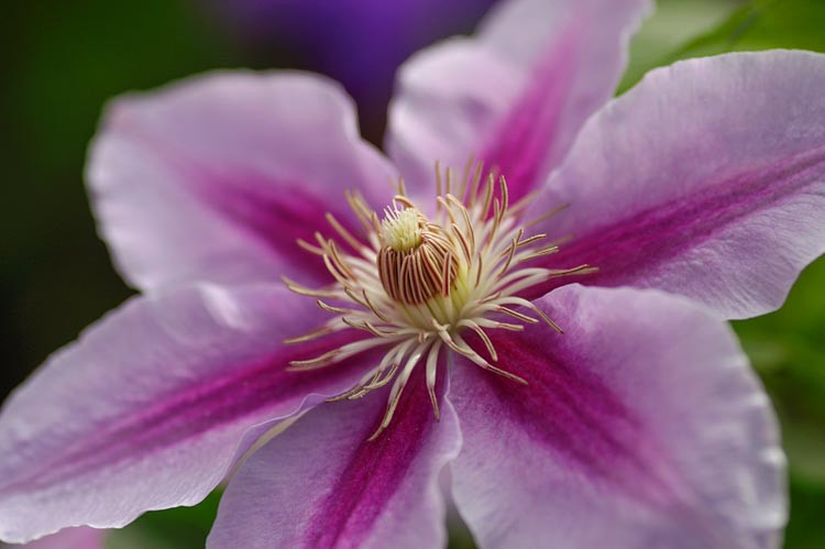 Clematis Bees Jubilee Early Large Flowered Clematis 1307